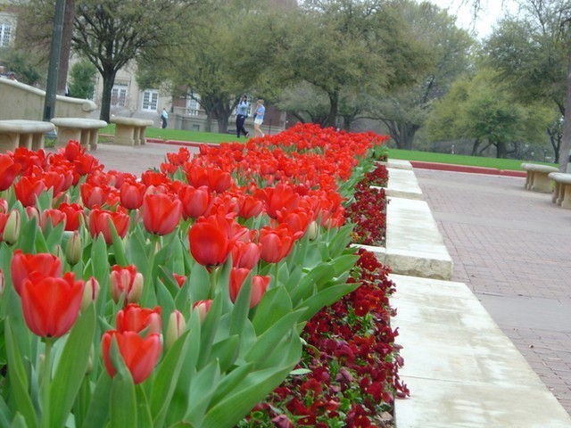 Tulips